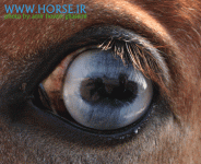 blue eyed horse.gif