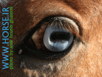 blue eyes horse1.gif