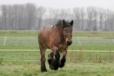 Belgian_horse.jpg