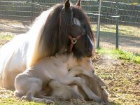 Horse-New-born-horse-1.jpg