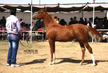 ahwaz arabian horse show.jpg
