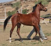 asil horseshow iran ahwaz (17).jpg