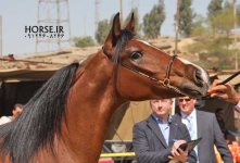 persian horse show ahwaz .jpg