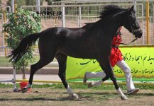 persian horse show ahwaz (8).jpg