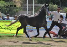 persian horse show ahwaz (12).jpg