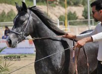 persian horse show ahwaz (13).jpg