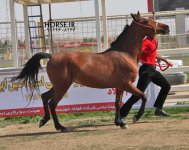 persian asil horse show (2).jpg