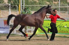 persian asil horse show (6).jpg