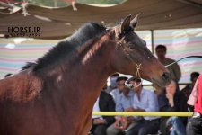 persian asil horse show (7).jpg