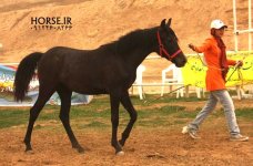 persian asil horse (5).jpg