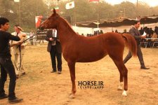 persian asil horse (7).jpg