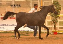 persian asil horse (12).jpg