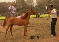 persian asil horse (11).jpg