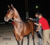 persian asil horse .jpg