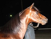 persian asil horse (16).jpg