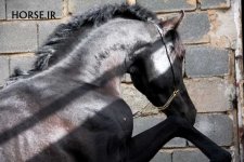 iran asil horse (1).jpg