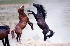 Best-Wild-Horse-Mustang-Equus-Photos-0099.jpg