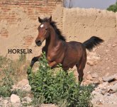 haray foal (7).jpg