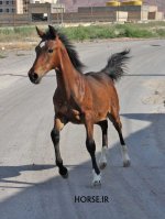 haray foal (5).jpg