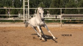 www.horse.ir (1).jpg
