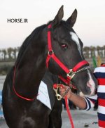 turkmen horse iran (1).jpg