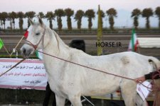 turkmen horse iran (3).jpg