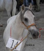 turkmen horse iran (4).jpg
