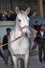 turkmen horse iran (6).jpg