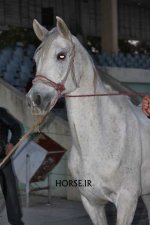 turkmen horse iran (8).jpg