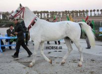 turkmen horse iran (11).jpg