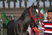turkmen horse iran (7).jpg