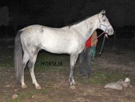 turkmen horse iran (10).jpg