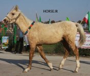 turkmen horse show (8).jpg