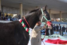 turkmen horse show (13).jpg