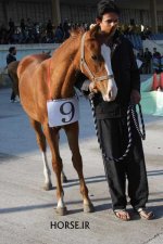 turkmen horse show (12).jpg