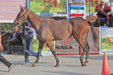 turkmen horse show (22).jpg