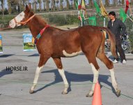 turkmen horse show (1).jpg