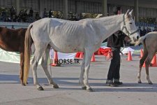 turkmen horse show (9).jpg