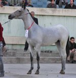 iran turkmen horse.jpg