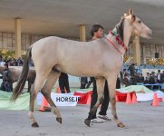 iran turkmen horse (2).jpg