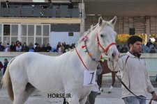 iran turkmen horse (12).jpg