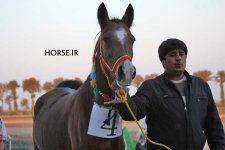 iran horse (3).jpg