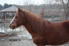 caspian horse (1).jpg