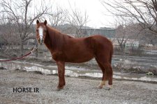 caspian horse (3).jpg