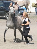 JB Veronicaa SE ox (El Amin BE x Waliza SE). Finnish Silver Champion Mare 2011. Finnish Champion.jpg