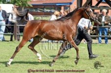 athina ( el amin X lady psyche) 1st in class and bronze champion in belgian nationals 2009.JPG