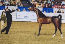 Dakharo%20Futurity%2012.jpg