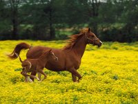 przewalski-horse.jpg
