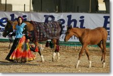 JQ4P4881DareShuriMare&FoalAspahanHorseFestival,Iran.jpg
