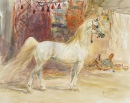 a-grey-arabian-stallion-za-1297059160.jpg